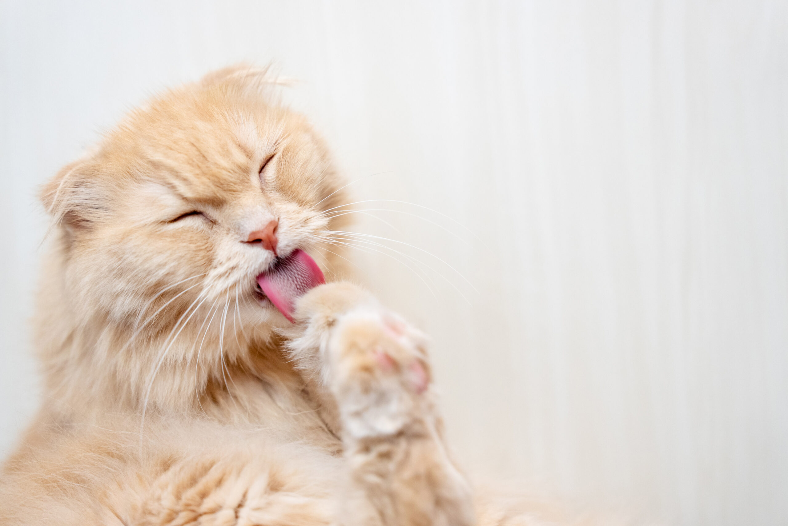 愛猫のテトさんです。リピーターのお客様やご希望があればサロンに遊びに来るかも？